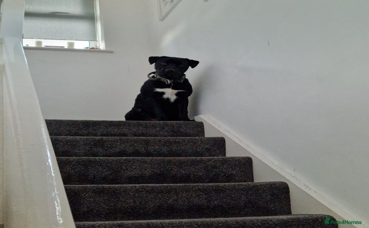 Mixed Breed dogs - Advert 2