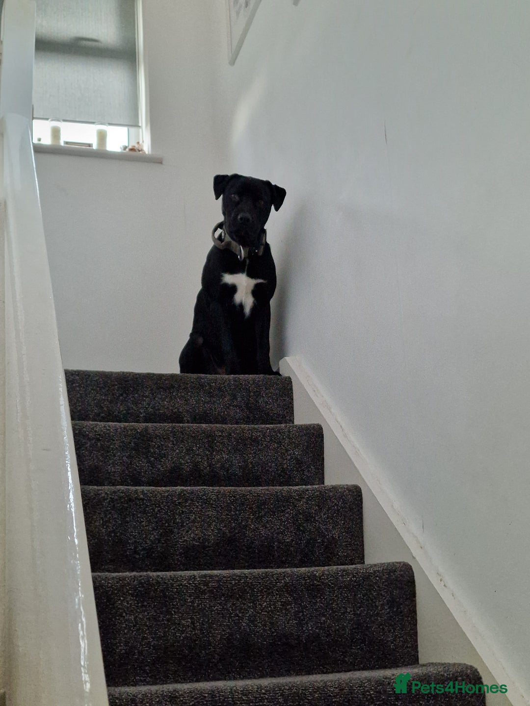 Mixed Breed dogs for sale: Labrador/ cane corso 7 months old  - Image 1