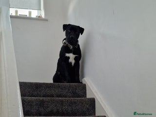 Mixed Breed dogs - Advert 1