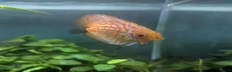 Discus fish for sale: Discus Fish in Alton - Advert 2