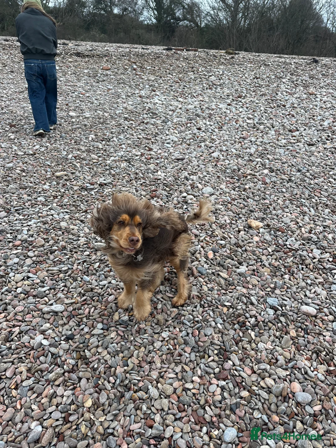 Cocker Spaniel dogs for stud: Show Chocolate Sable Cocker Spaniel  in London - Advert 2