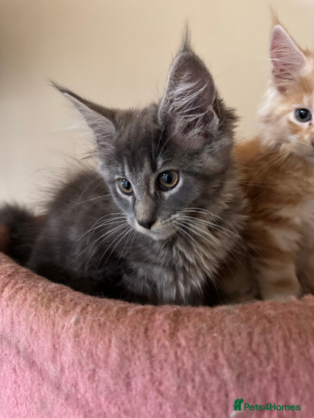 Maine Coon cats for sale: Beautiful GCCF kittens various colours - Image 5