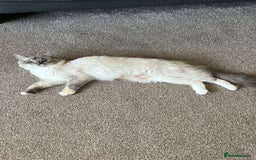 Ragdoll cats for sale: Ragdoll for sale  - Image 8