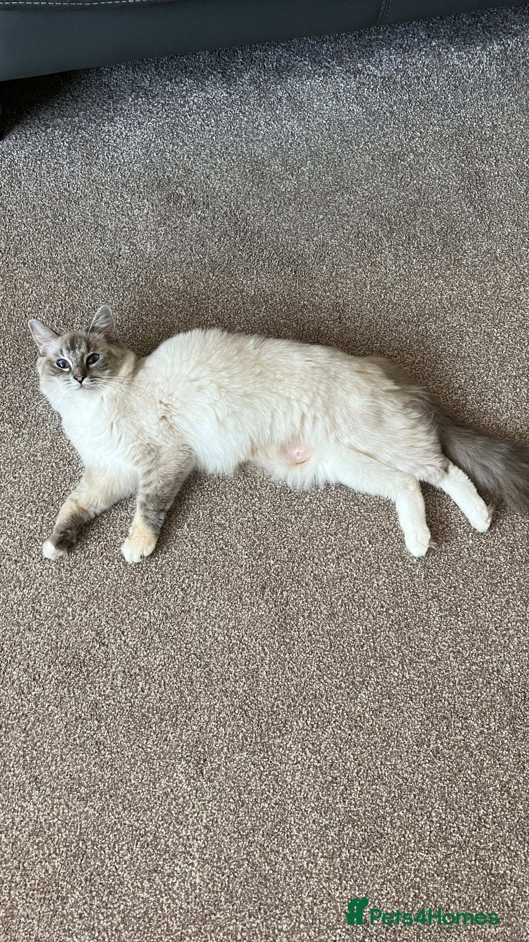 Ragdoll cats for sale: Ragdoll for sale  - Image 8