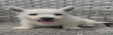 West Highland Terrier 3