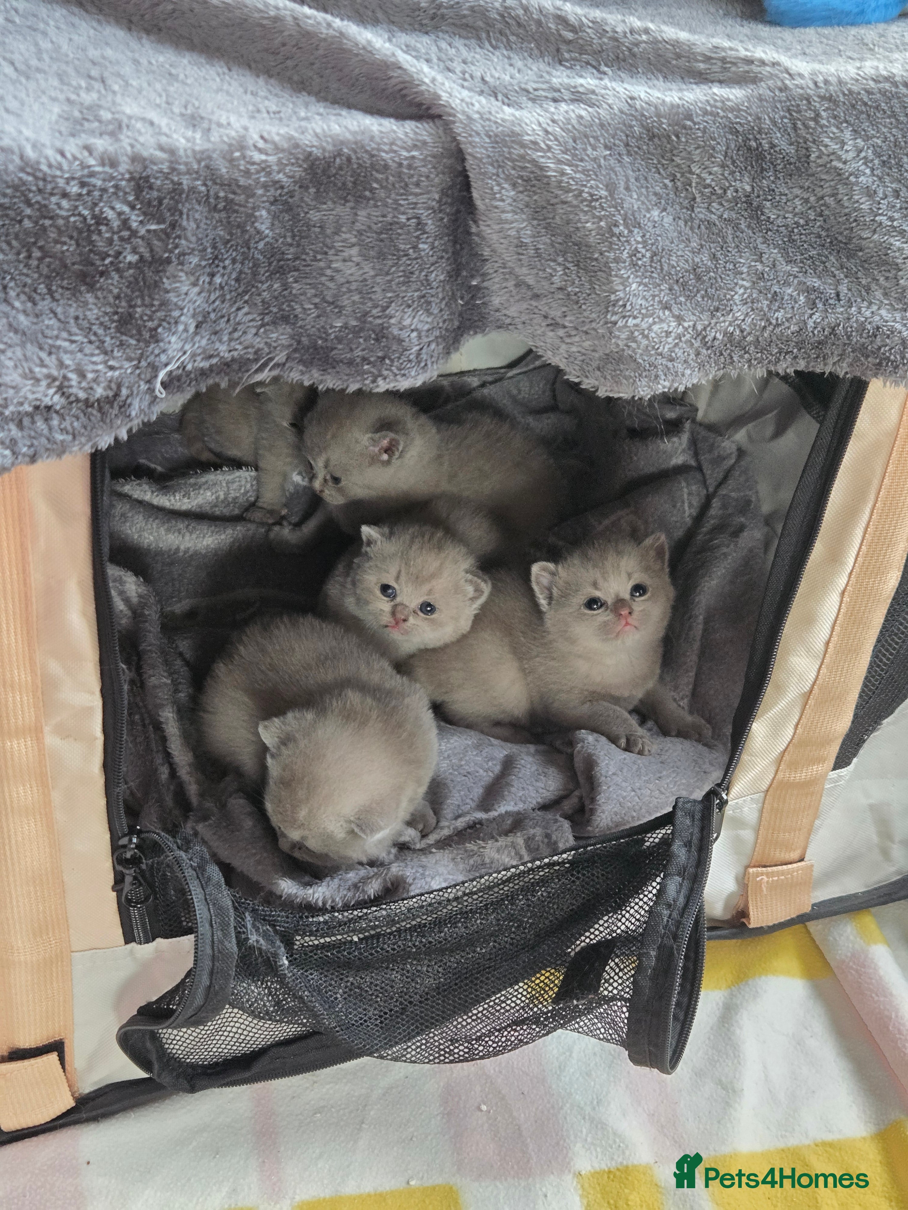 British Shorthair cats British short hair kittens  - Advert 9