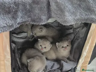 British Shorthair cats British short hair kittens - Advert 3