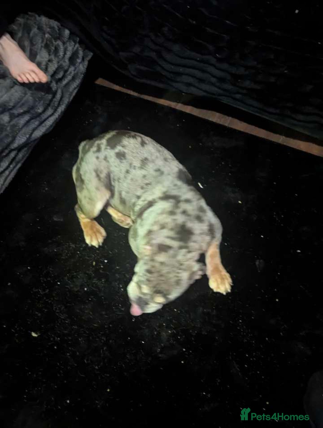 English Bulldog dogs for sale: Female British bulldog - Advert 1