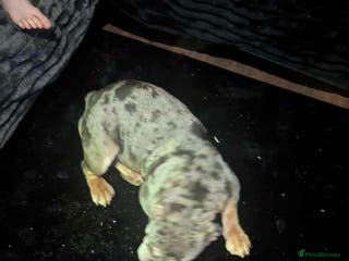 English Bulldog dogs Female British bulldog - Advert 1