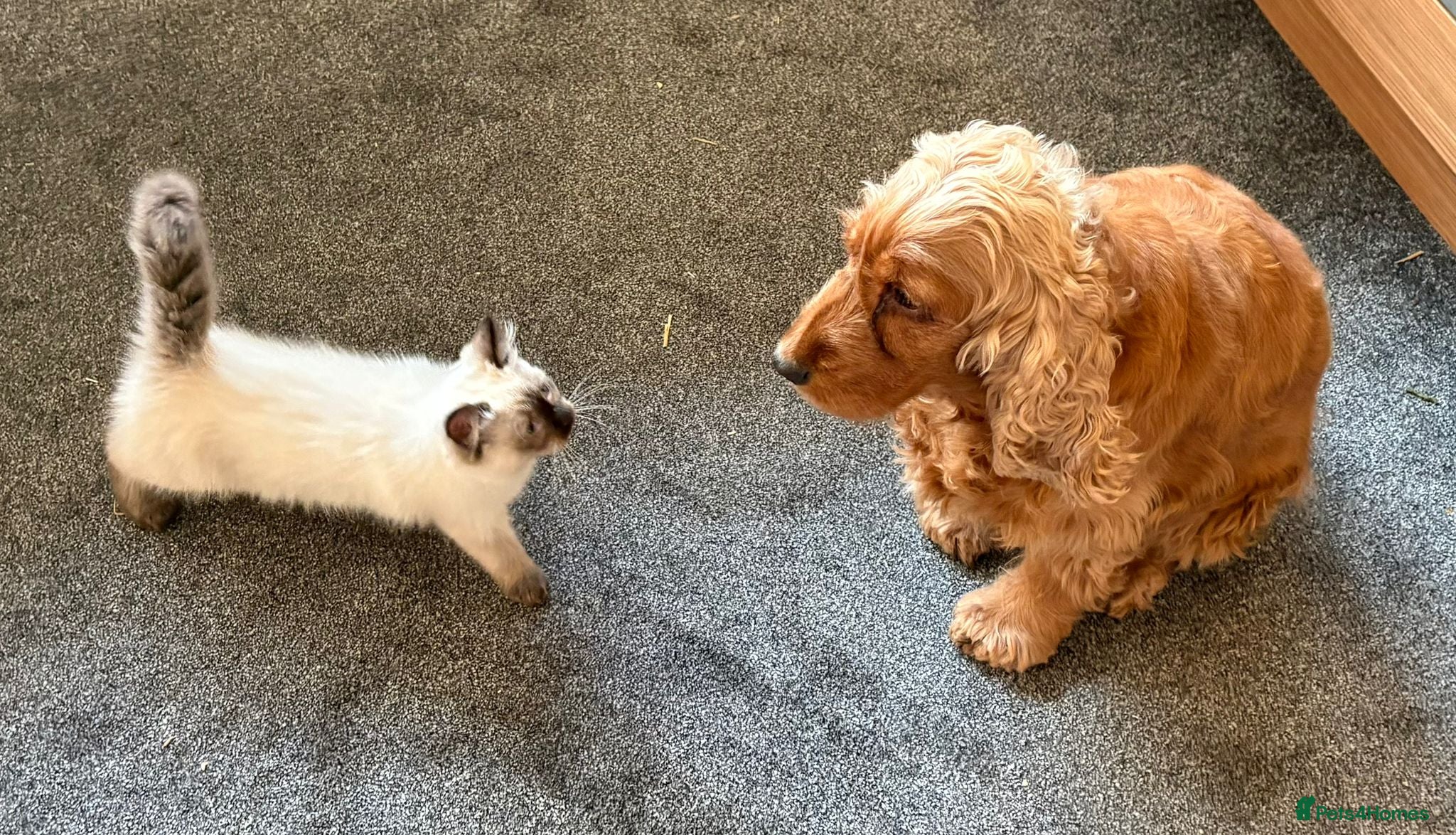 Ragdoll cats Pure Ragdoll Kitten - Advert 3