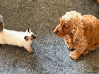 Ragdoll cats Pure Ragdoll Kitten - Advert 2