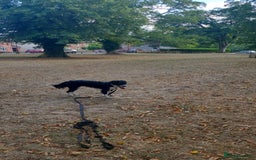 Mixed Breed dogs for sale: Border collie cocker spaniel for adoption  - Image 6