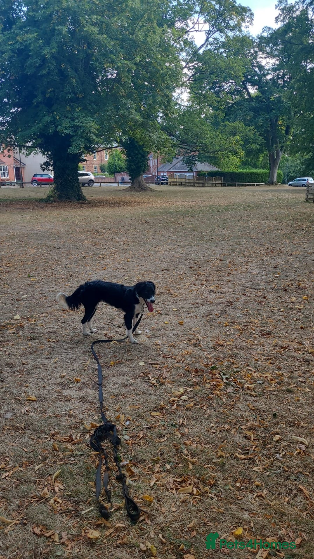 Mixed Breed dogs for sale: Border collie cocker spaniel for adoption  - Image 6