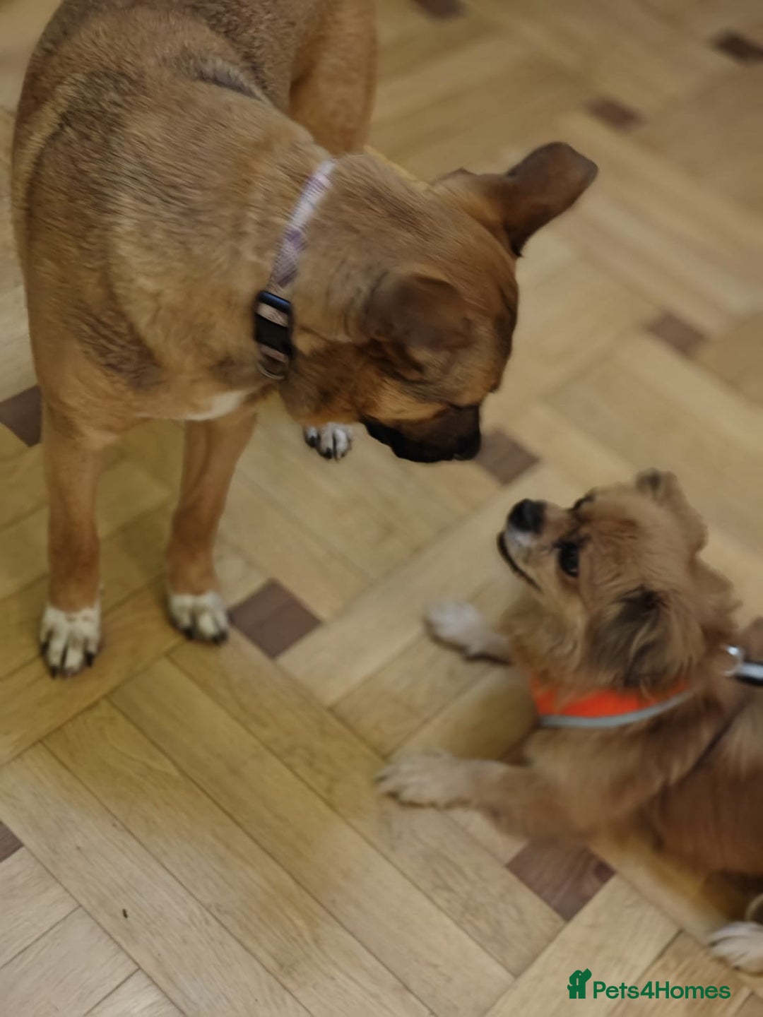 Mixed Breed dogs for adoption: 💙Lord – a 7-month-old lower-medium boy💙 - Advert 8