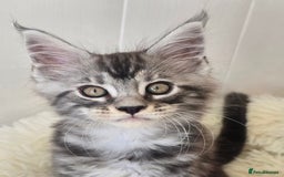 Maine Coon cats for sale: Beautiful Maine coon kittens - Image 4