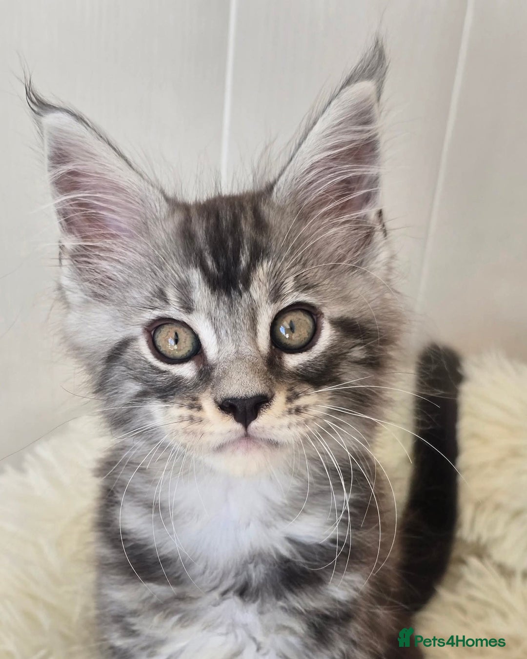 Maine Coon cats for sale: Beautiful Maine coon kittens - Image 4