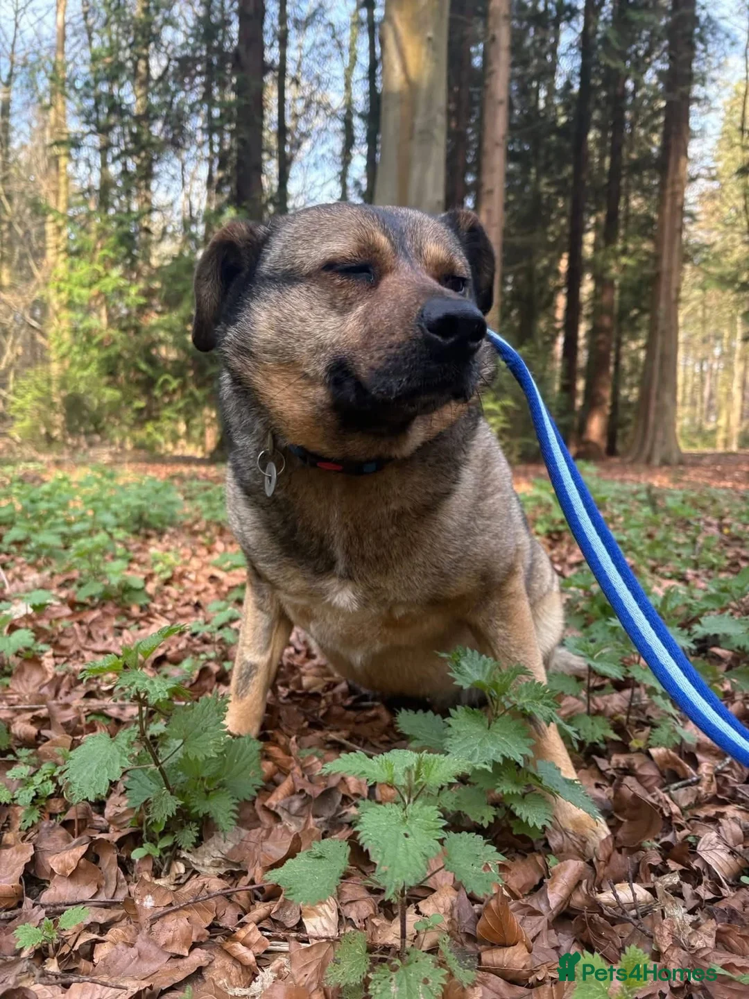 Mixed Breed dogs for adoption: Floyd - Norwich Norfolk  - Advert 15