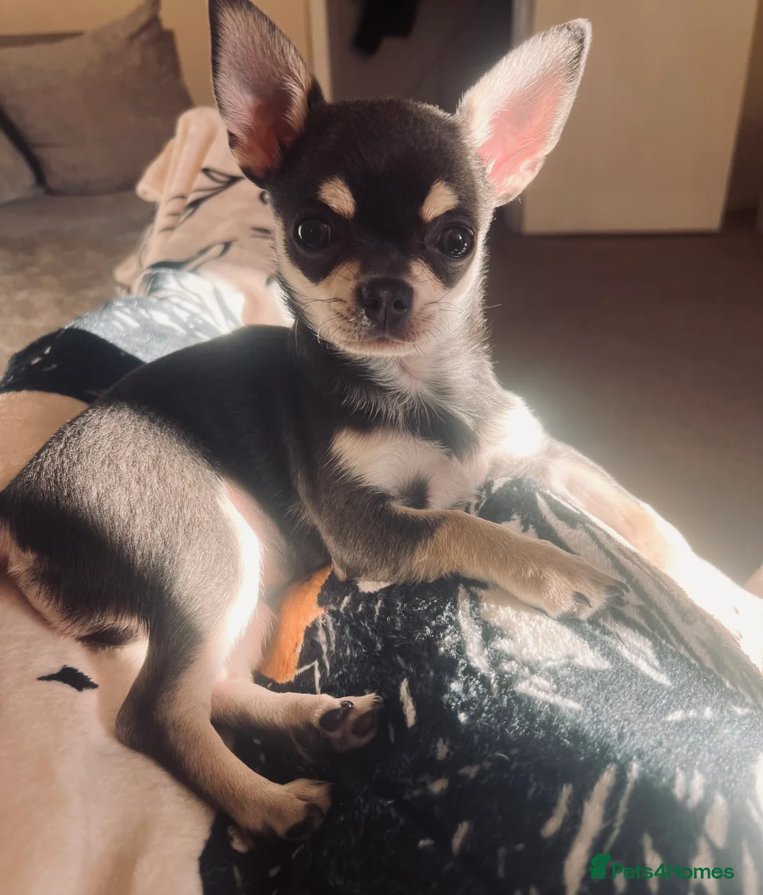 Chihuahua dogs for sale: Lilac and tan female chihuahua - Advert 1