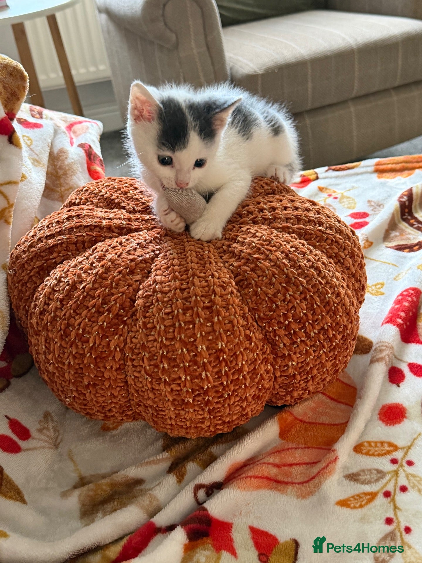Mixed Breed cats Little female kitten 🤍 - Advert 3