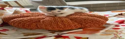Mixed Breed cats for sale: Little female kitten 🤍 - Advert 1