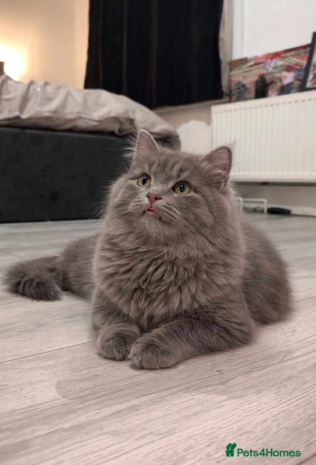 British Longhair cats for sale: Beautiful kitten  - Advert 10
