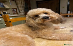 Toy Poodle dogs for stud: Stunning Sable Phantom Parti Toy Stud, DNA Tested in Market Drayton - Image 1