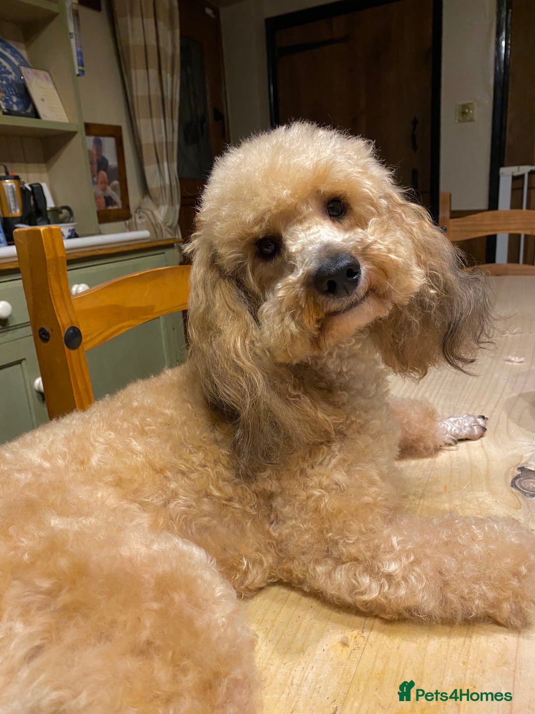 Toy Poodle dogs for stud: Stunning Sable Phantom Parti Toy Stud, DNA Tested in Market Drayton - Image 1