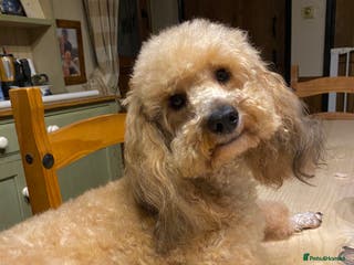 Toy Poodle dogs Stunning Sable Phantom Parti Toy Stud, DNA Tested in Market Drayton - Advert 22