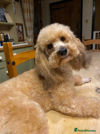 Toy Poodle dogs in Market Drayton - Advert 1