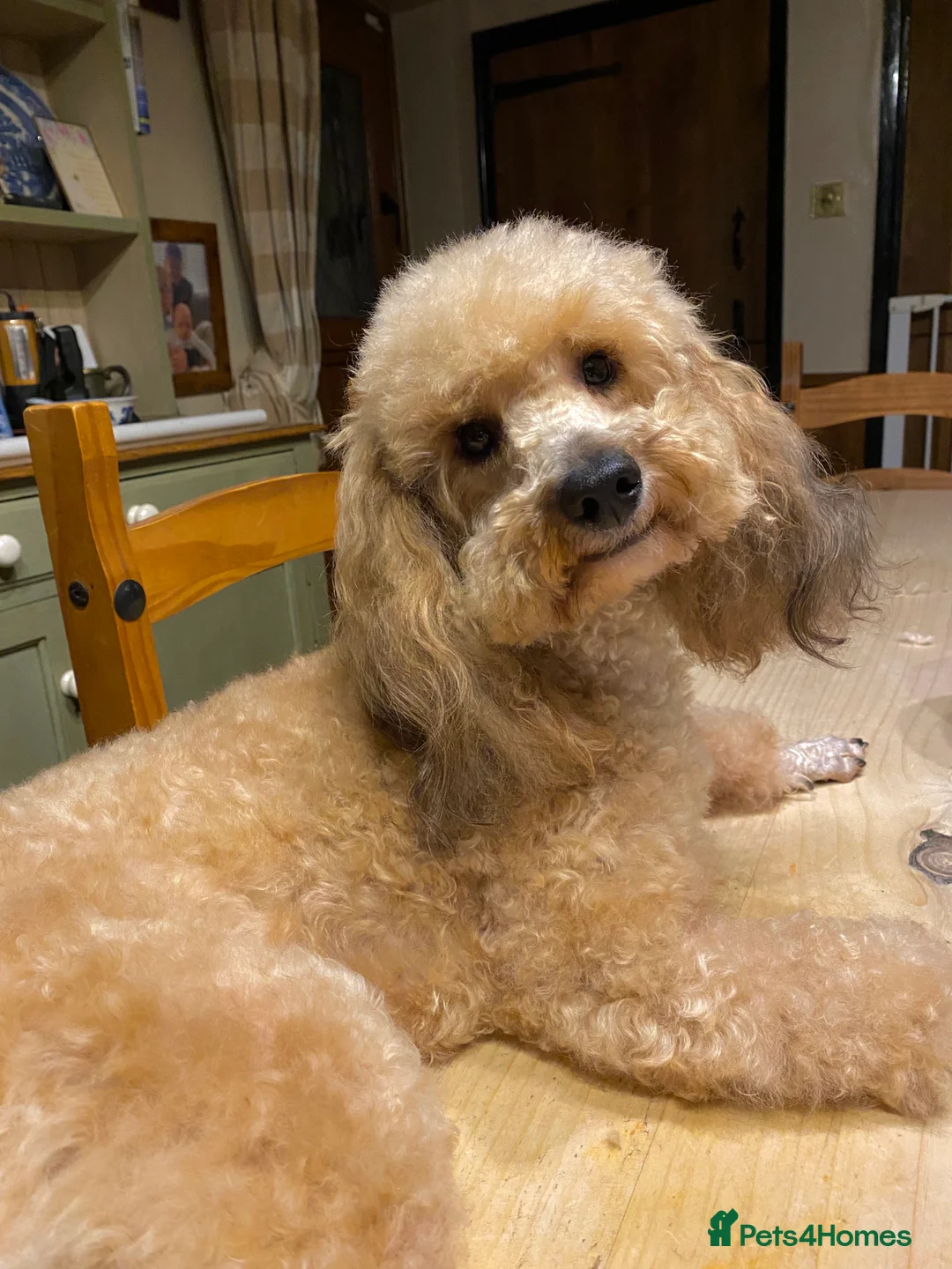 Toy Poodle dogs for stud: Stunning Sable Phantom Parti Toy Stud, DNA Tested in Market Drayton - Advert 1
