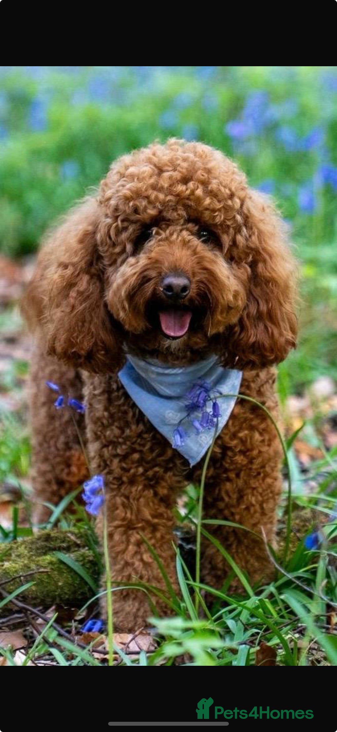 Miniature Poodle dogs for sale: Fox red stunning miniature poodles - Advert 1