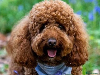 Miniature Poodle dogs Fox red stunning miniature poodles - Advert 1