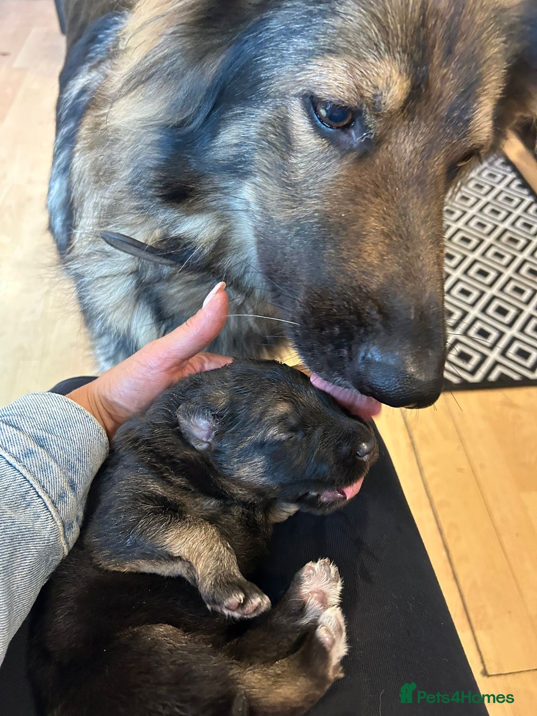German Shepherd dogs for sale: Female german shepard for sale - Image 4