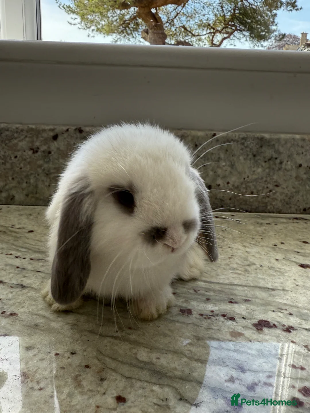 Mini Lop rabbits for sale: Beautiful mini lops - Advert 13