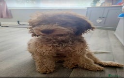 Lagotto Romagnolo dogs for sale: Lagotto Romagnolo  - Image 4