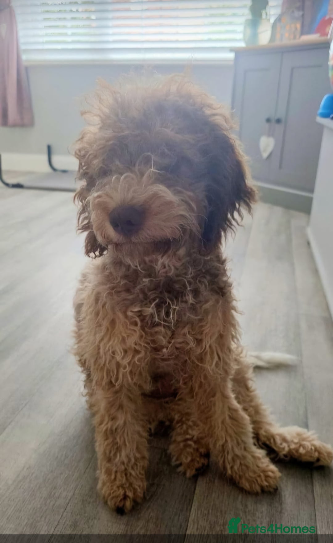 Lagotto Romagnolo dogs for sale: Lagotto Romagnolo  - Image 4