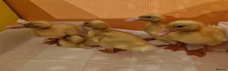 Ducks poultry for sale: Cherry Valley White Ducklings in New Malden - Advert 2