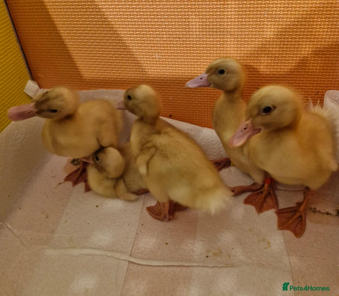 Ducks poultry for sale: Cherry Valley White Ducklings in New Malden - Advert 2