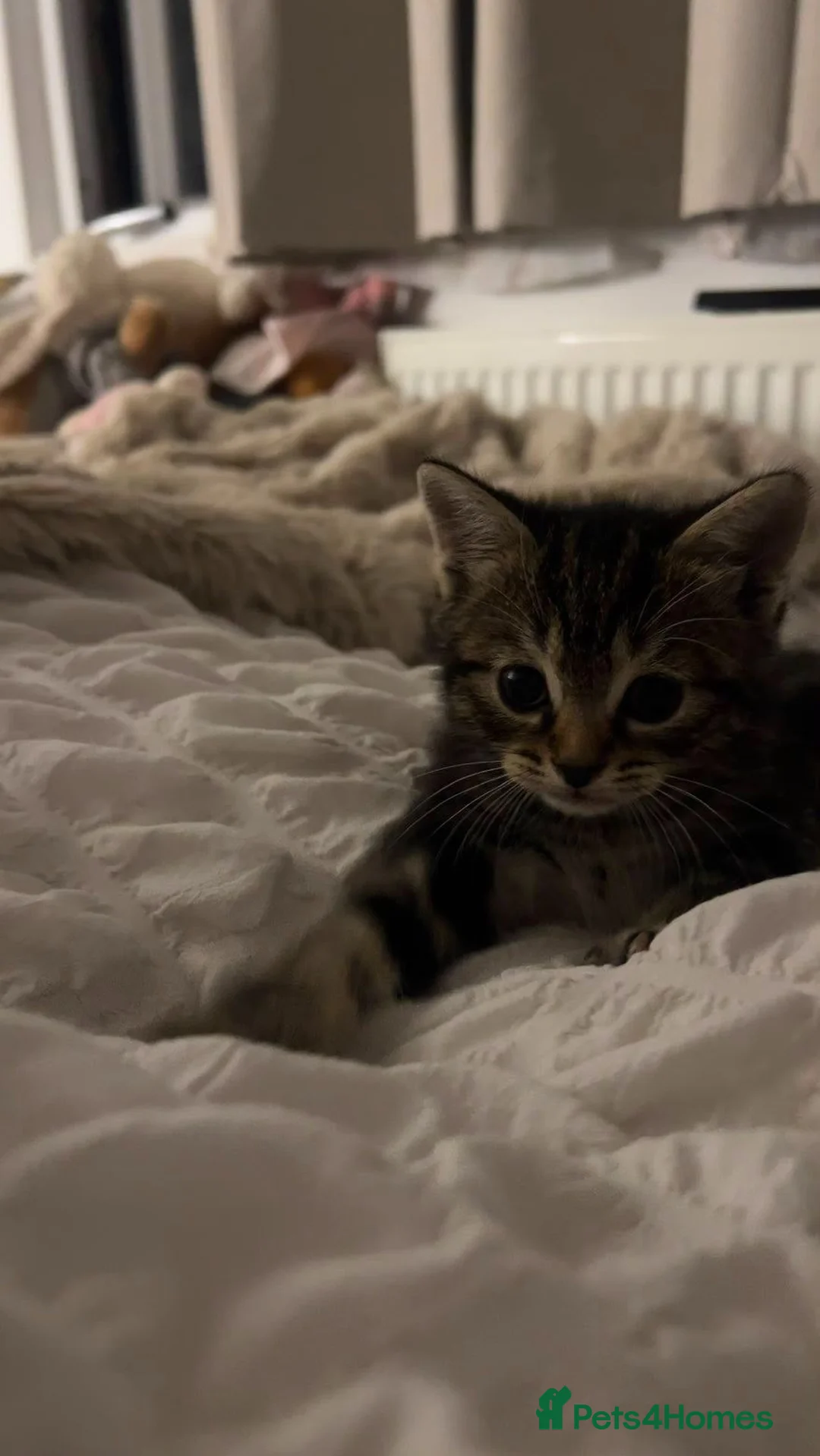 Mixed Breed cats for sale: Kittens for sale in Brighton - Advert 8