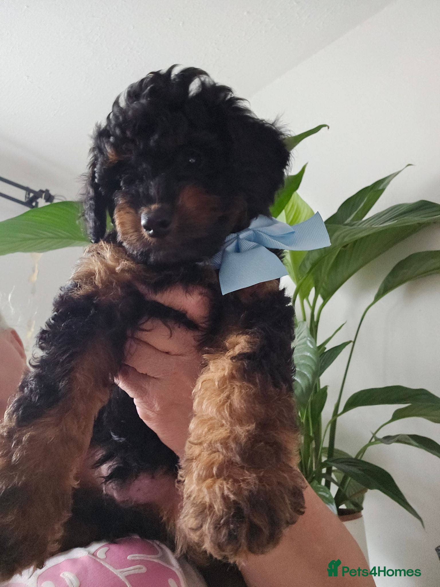 Cavapoo dogs Adorable Cavapoo Puppies Looking for Loving Homes - Advert 12