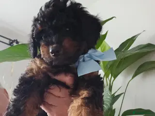 Cavapoo dogs 3 F1B Cavapoo Puppies Looking for Loving Homes 🐾 - Advert 5