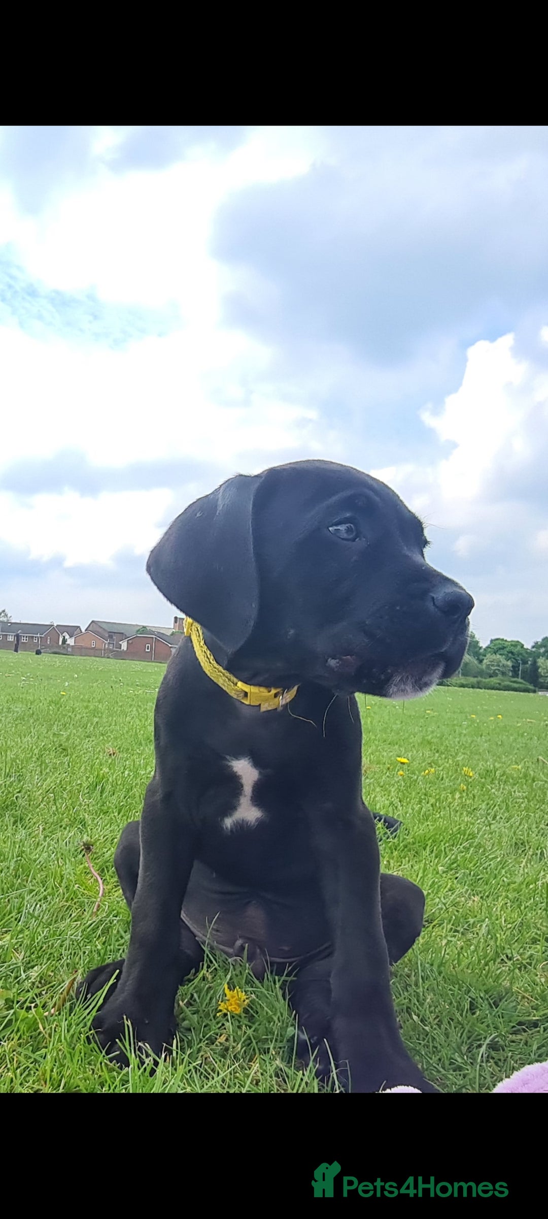 Cane Corso dogs for sale: 1year old cane corso *Silas* - Image 3