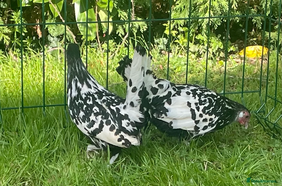 Chickens poultry for sale: Silver spangled Hamburg  - Advert 5