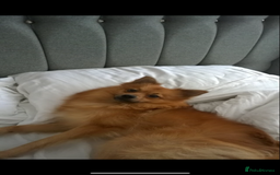 Mixed Breed dogs for sale: Our gorgeous German spitz Henry  - Image 2