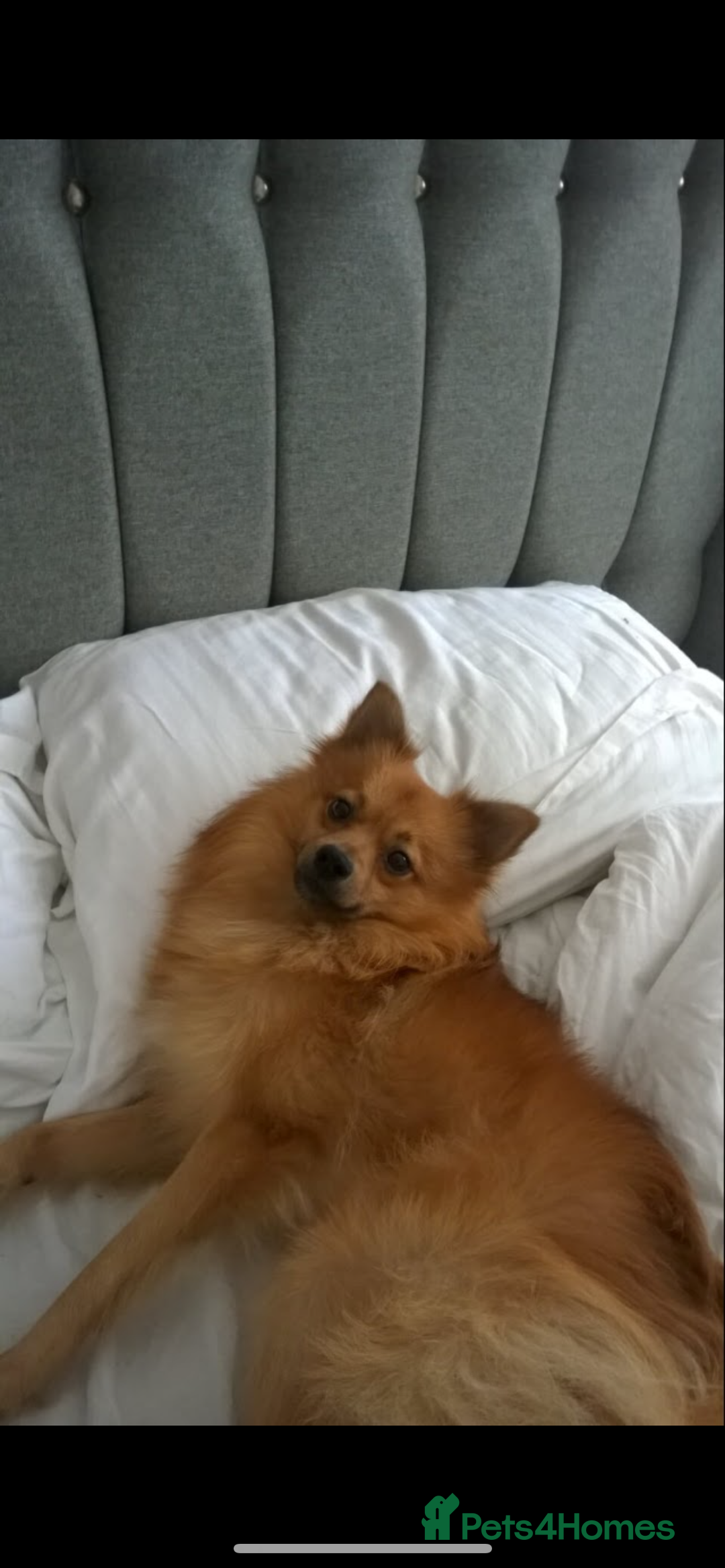 Mixed Breed dogs for sale: Our gorgeous German spitz Henry  - Image 2