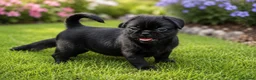 Mixed Breed dogs for sale: French bulldog Shih Tzu  - Advert 11