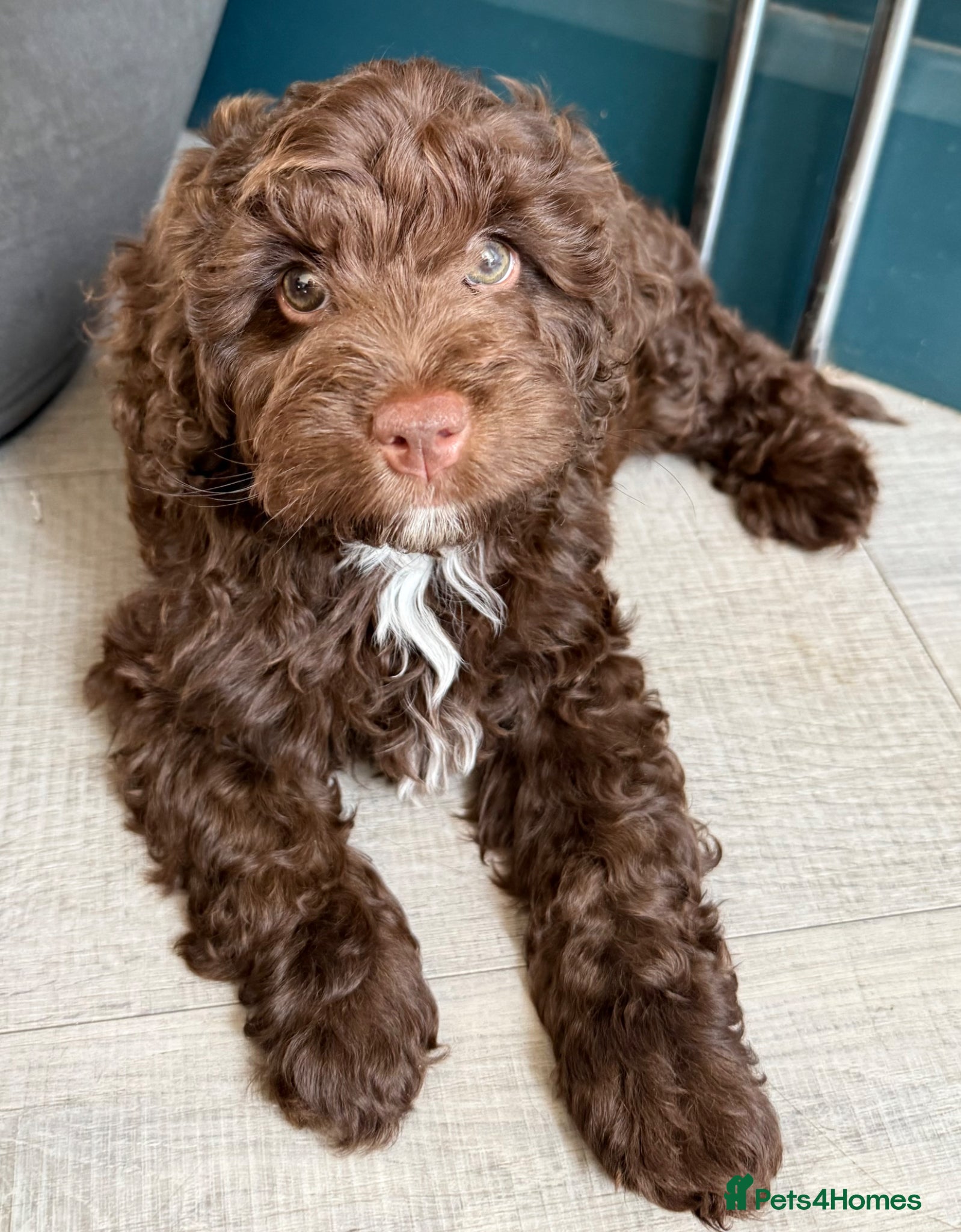 Mixed Breed dogs for sale:  Ready to go Cavapoo/Cockapoo pups £1550 OVNO  - Advert 10