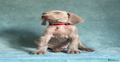 Weimaraner dogs - Advert 14