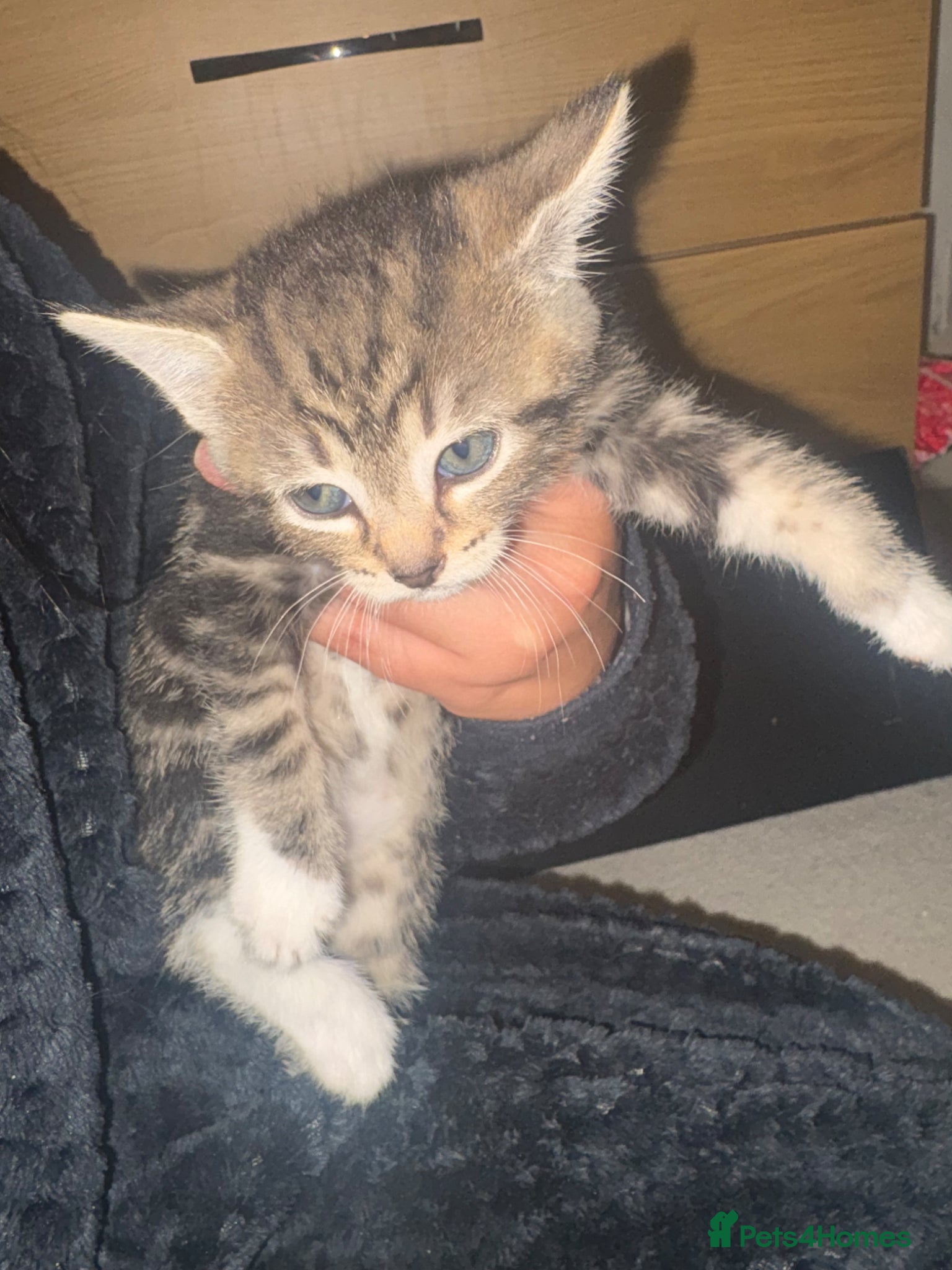 Mixed Breed cats 4 adorable kittens looking for forever homes 🏠  - Advert 1