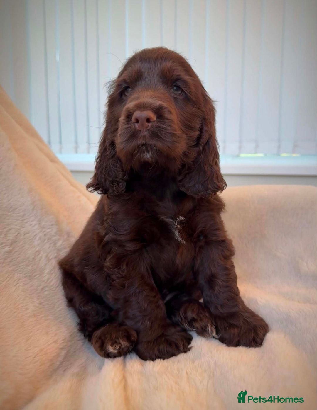 Cocker Spaniel dogs Ready now!  KC Show Cocker Spaniels  - Advert 1